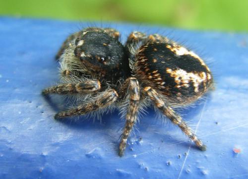 Philaeus chrysops